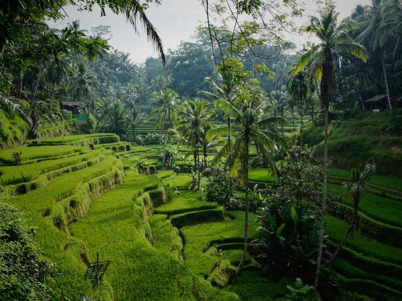Green rice terraces and palm trees in the hills near Ubud
