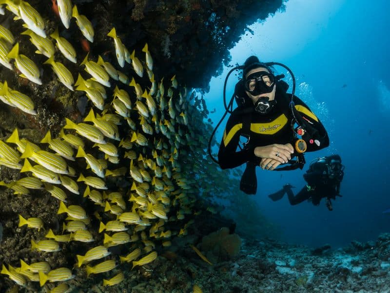 A scuba diver swimming beside a shoal of yellow fish