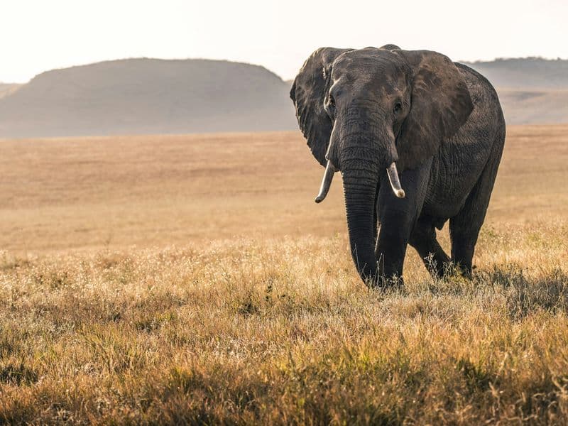 An elephant walking across dry grassland