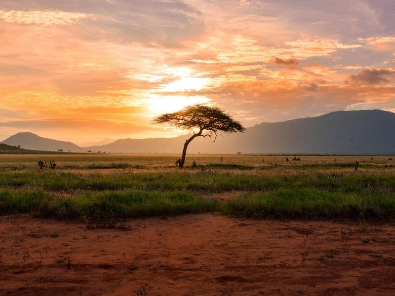 A lone acacia tree on the savannah at sunset